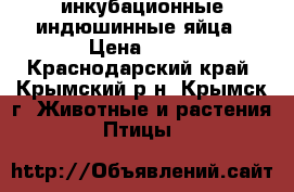 инкубационные индюшинные яйца › Цена ­ 50 - Краснодарский край, Крымский р-н, Крымск г. Животные и растения » Птицы   